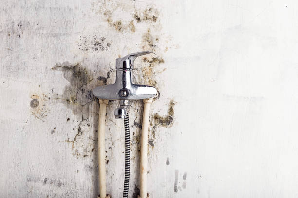 Best Certified Mold Removal  in Marion, IL