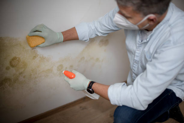 Trusted Marion, IL Mold Removal Experts