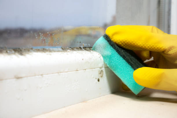 Attic Mold Removal in Marion, IL
