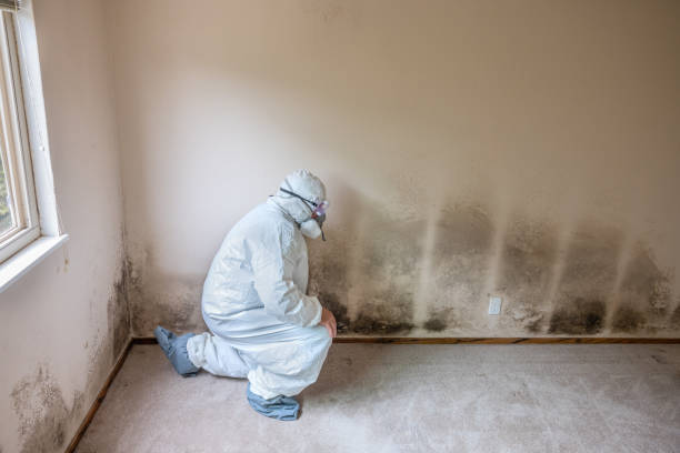 Best Residential Mold Removal  in Marion, IL