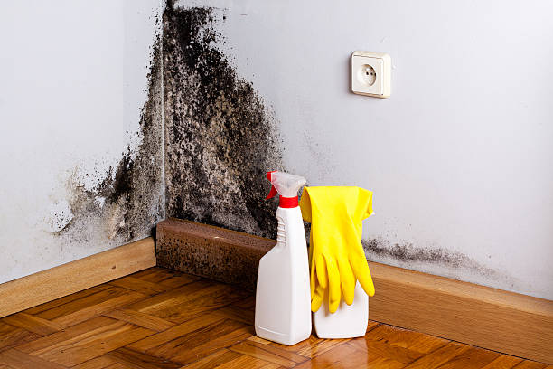 Best Commercial Mold Removal  in Marion, IL