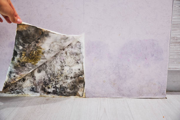  Marion, IL Mold Removal Pros